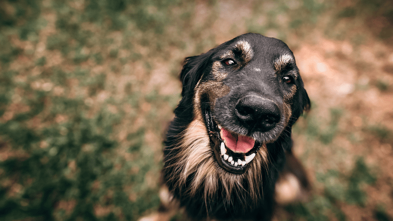 Meu pet morreu: Tenho direito a faltar no trabalho? Veja o que diz a lei