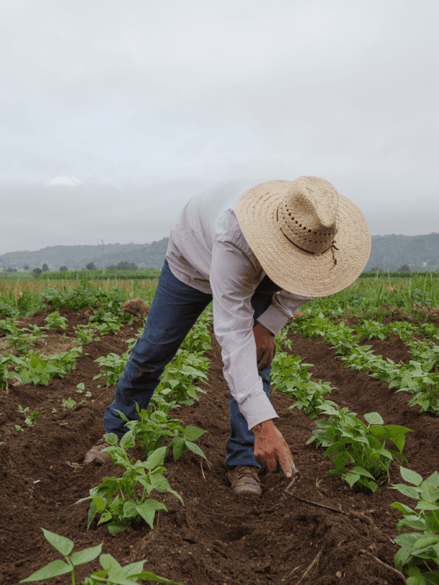 TST reconhece vínculo de trabalhador rural